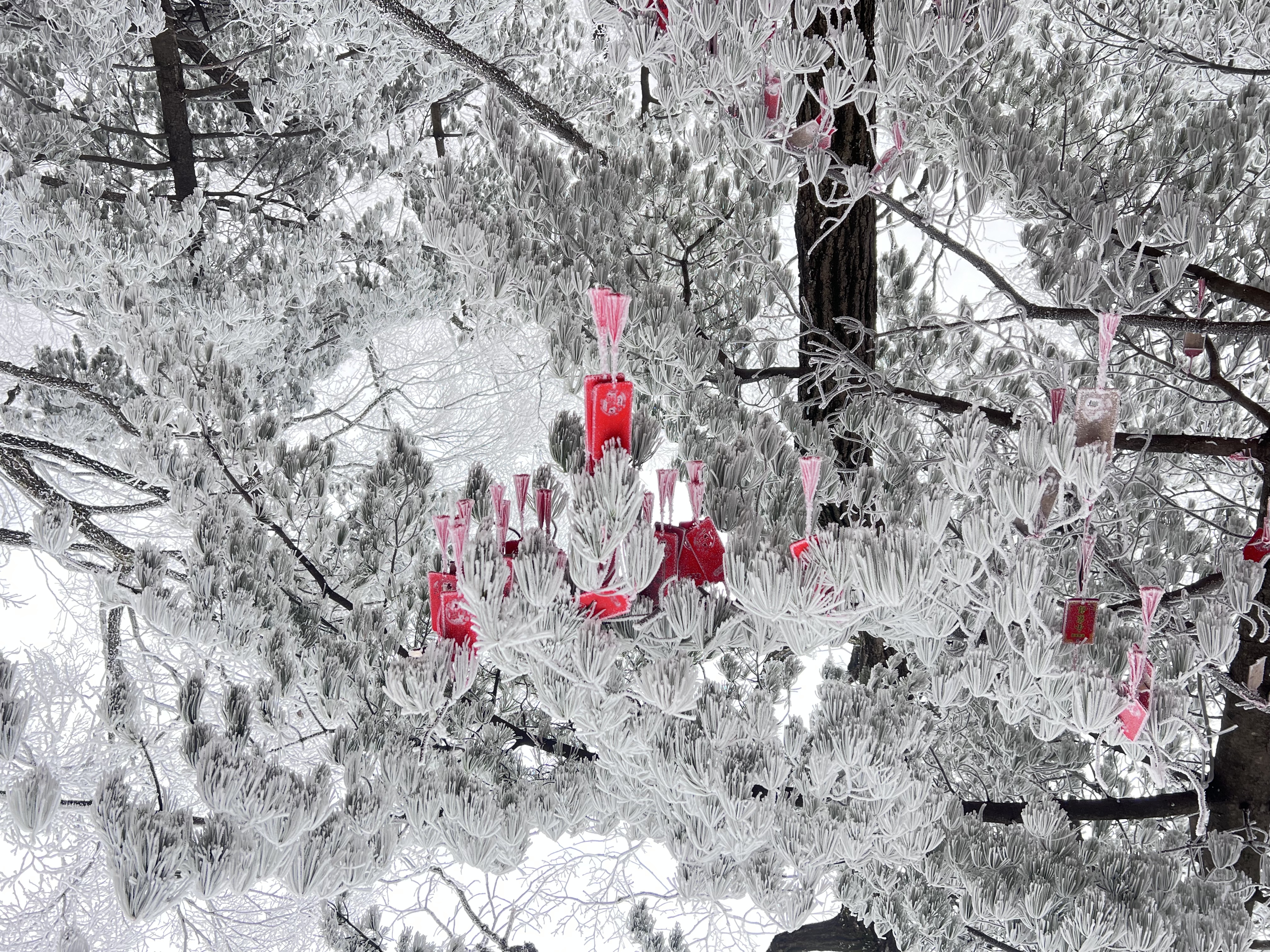 老君山的雪景